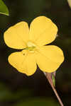 Narrowleaf primrose-willow